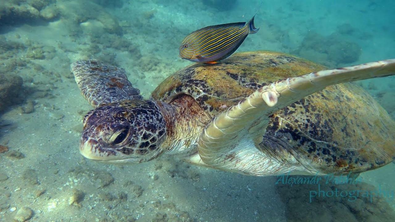 Hotel Dolphin Hikkaduwa Zewnętrze zdjęcie