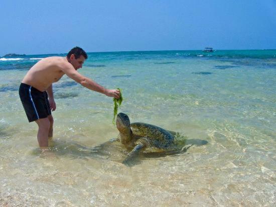 Hotel Dolphin Hikkaduwa Zewnętrze zdjęcie